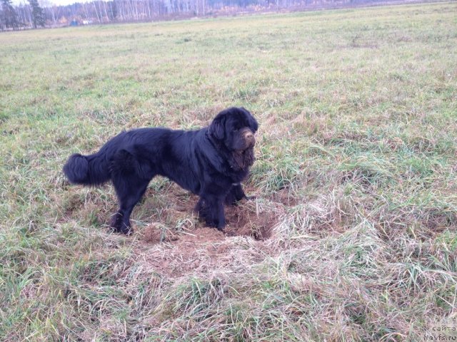 Фото: ньюфаундленд Рестайлинг Фром Шипмэн