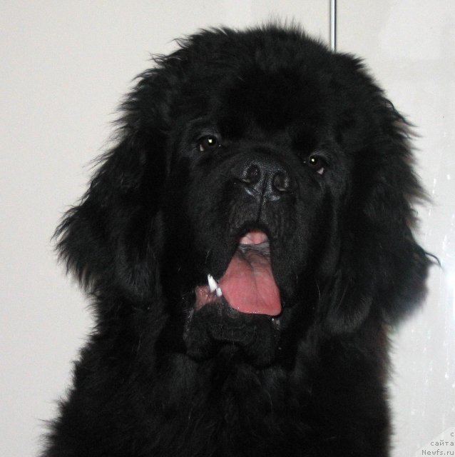 Фотография № 109233