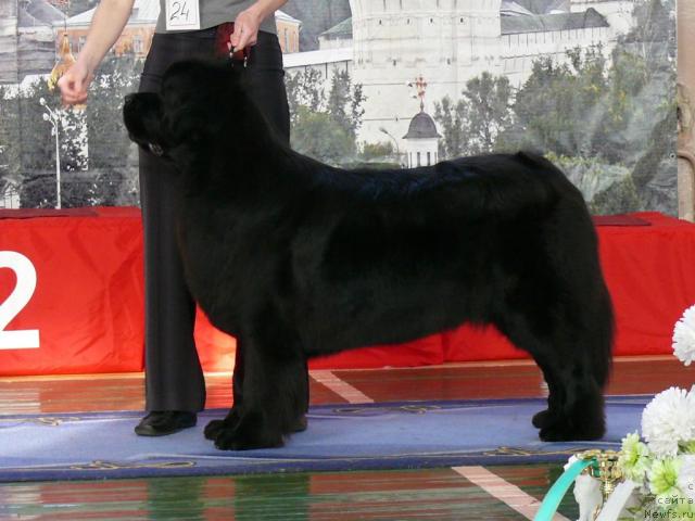 Фото: ньюфаундленд Чанси из Золотого Треугольника