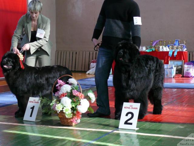 Фото: ньюфаундленд Потап Фелиция (Potap Felicia), ньюфаундленд Пчёлкин Дом Афоня