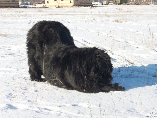 Фото: ньюфаундленд Ярада из Сибирской Глубинки (Yarada iz Sibirskoy Glubinki)