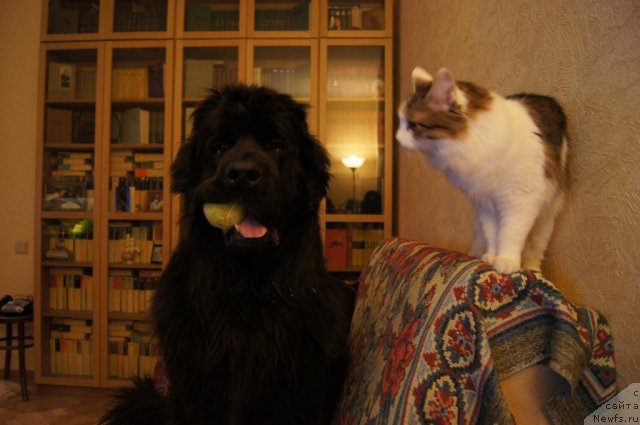 Фото: ньюфаундленд Сент Джонс Лесная Фея