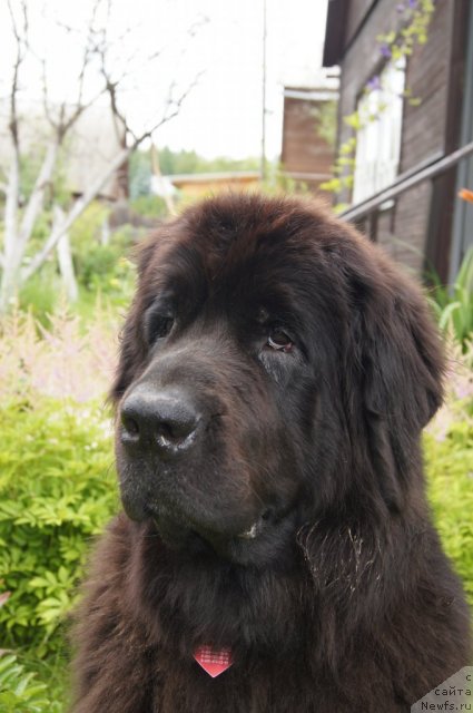 Фото: ньюфаундленд Сент Джонс Лесная Фея