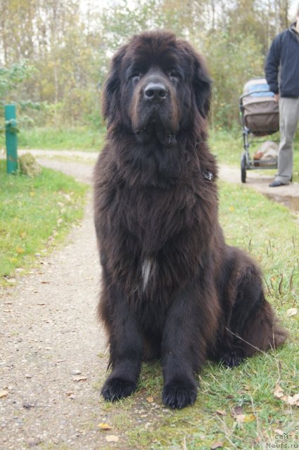 Фото: ньюфаундленд Сент Джонс Лесная Фея