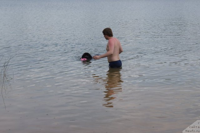 Фото: ньюфаундленд Сент Джонс Лесная Фея