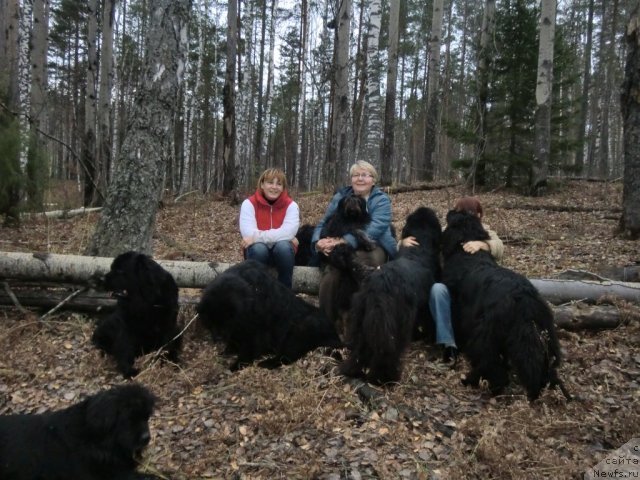 Фото: ньюфаундленд Акин Соул София, ньюфаундленд Лесная Сказка Лунная Соната, ньюфаундленд Глэд Ту Си Джипси, ньюфаундленд Барышня