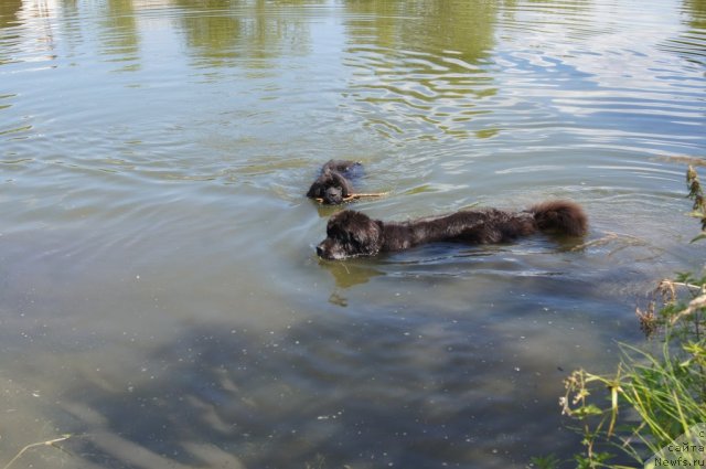 Фото: ньюфаундленд Сент Джонс Лесная Фея, ньюфаундленд Бегущая по Волнам Фогет Ми Нот