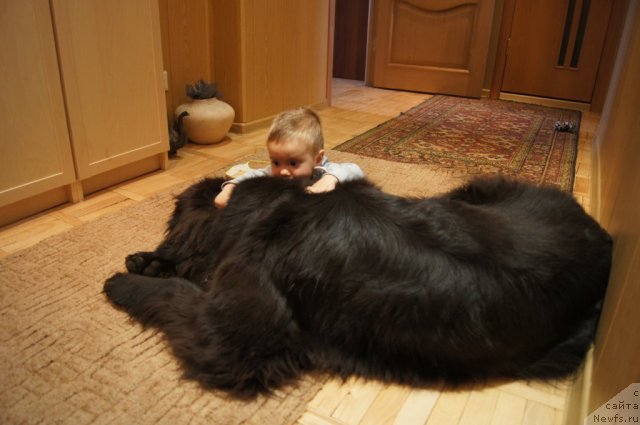 Фото: ньюфаундленд Сент Джонс Лесная Фея