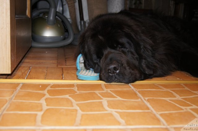 Фото: ньюфаундленд Сент Джонс Лесная Фея