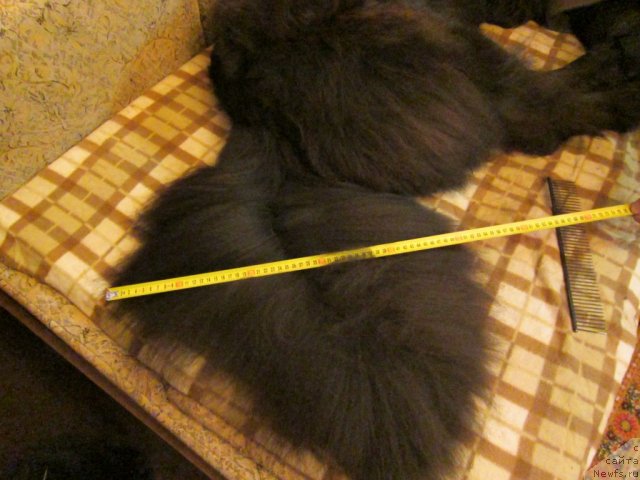 Фото: ньюфаундленд Very Fairweathers X'Got The Rhythm