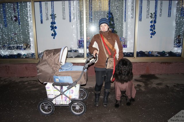 Фото: ньюфаундленд Сент Джонс Лесная Фея, Александра Фетисова