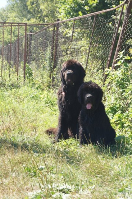 Фото: ньюфаундленд Сент Джонс Лесная Фея, ньюфаундленд Бегущая по Волнам Фогет Ми Нот