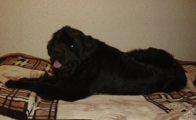 Фото: ньюфаундленд Акватория Келвин Королева Марго