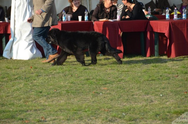 Фото: ньюфаундленд Бегущая по Волнам Фиребалл