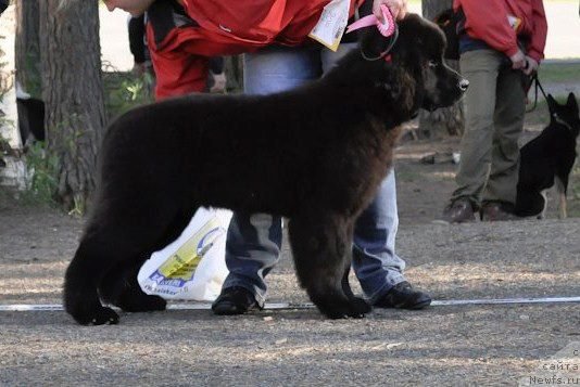 Фото: ньюфаундленд Black Tower Blue Velvet