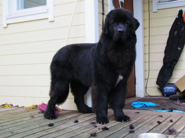 Фото: ньюфаундленд Black Tower Blue Velvet