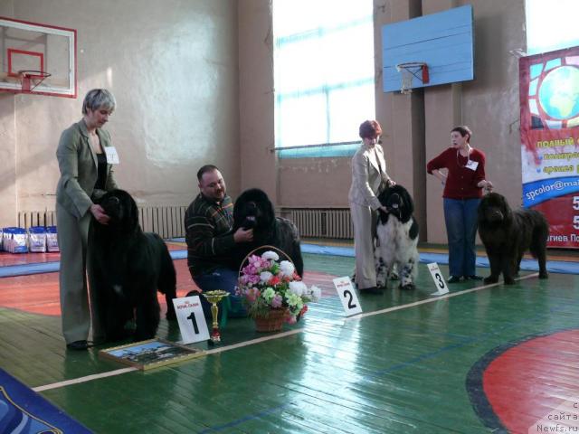 Фото: ньюфаундленд Фиаметтахауз Галахад Рыцарь Грааля (Fiamettahauz Galahat Rytsar' Graalia), ньюфаундленд Доджер от Сибирского Медведя (Dodger ot Sibirskogo Medvedja), ньюфаундленд Супер Бизон Айсберг (Super Bizon Aisberg), ньюфаундленд Супер Премиум Бест Бэлжен Ригардс (Super Premium Best Belzhen Regards)