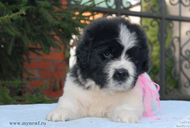 Фото: ньюфаундленд Сент Джонс Вива Виктория (Sent Djons Viva Viktoria)