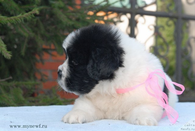 Фото: ньюфаундленд Сент Джонс Вива Виктория (Sent Djons Viva Viktoria)