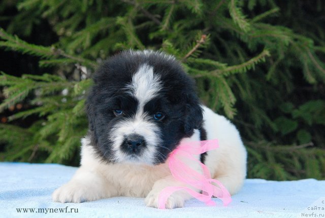 Фото: ньюфаундленд Сент Джонс Вива Виктория (Sent Djons Viva Viktoria)