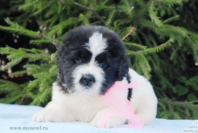 Фото: ньюфаундленд Сент Джонс Вива Виктория (Sent Djons Viva Viktoria)