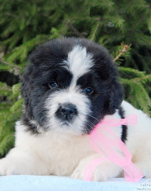 Фотография № 109344