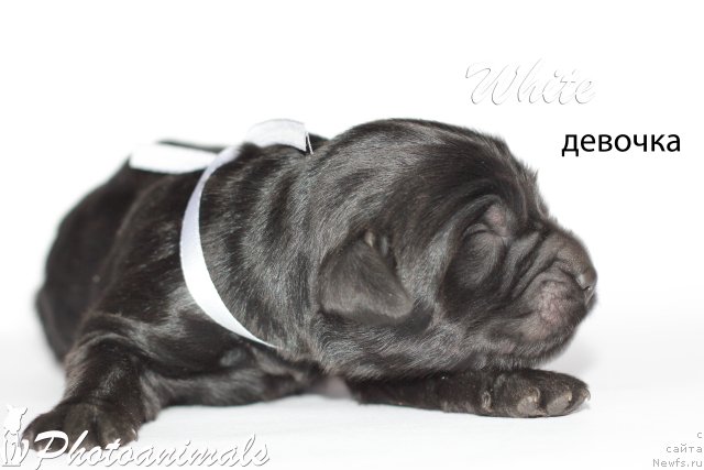 Фотография № 109357