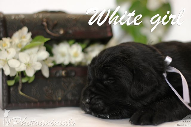 Фотография № 109362