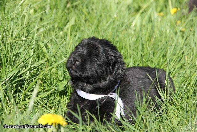 Фото: ньюфаундленд Май Фульджидо Стелла (My Fulgido Stella)