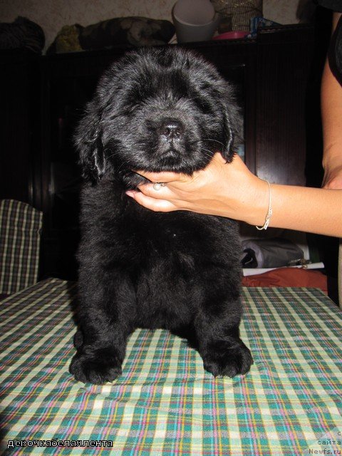 Фотография № 109365