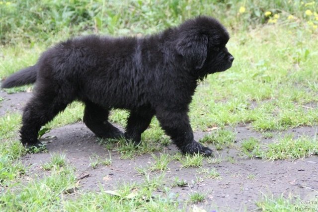 Фотография № 109366