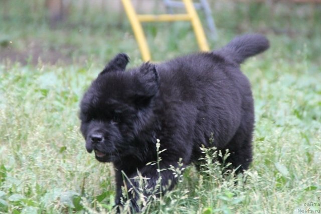 Фото: ньюфаундленд Май Фульджидо Стелла (My Fulgido Stella)