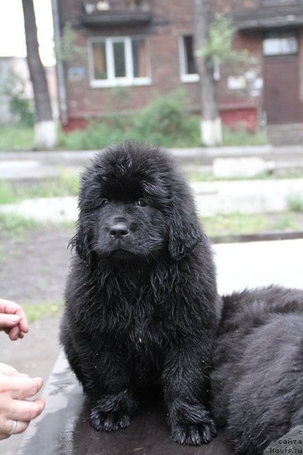 Фотография № 109368