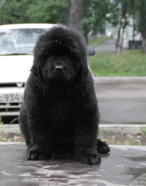 Фотография № 109370