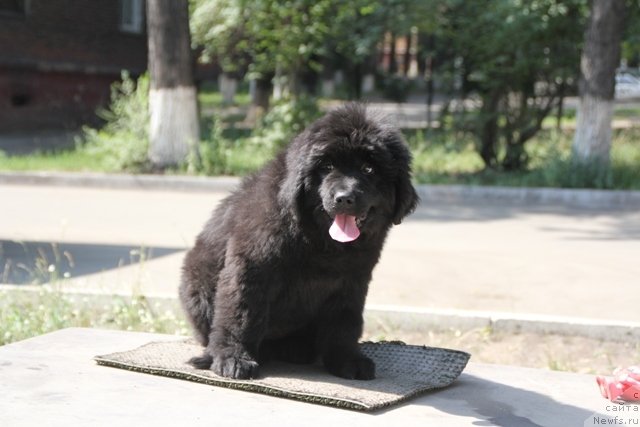 Фотография № 109372