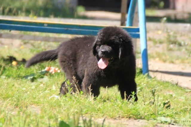 Фотография № 109373