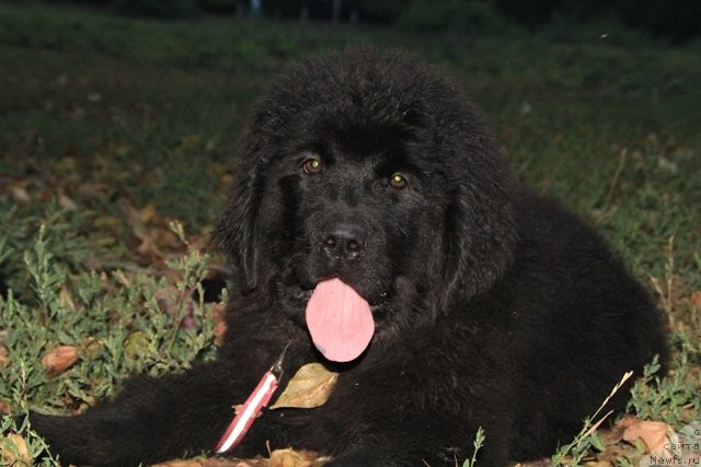 Фотография № 109374