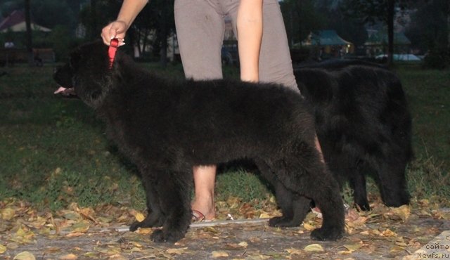 Фото: ньюфаундленд Май Фульджидо Стелла (My Fulgido Stella)