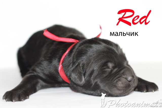 Фото: ньюфаундленд Маскот оф Май Дримс (Mascot of My Dreams)