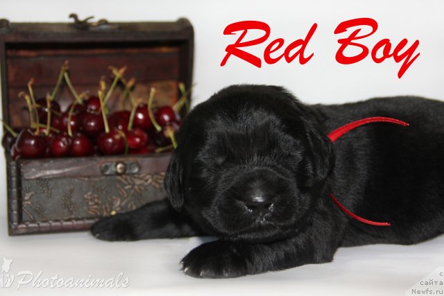 Фото: ньюфаундленд Маскот оф Май Дримс (Mascot of My Dreams)