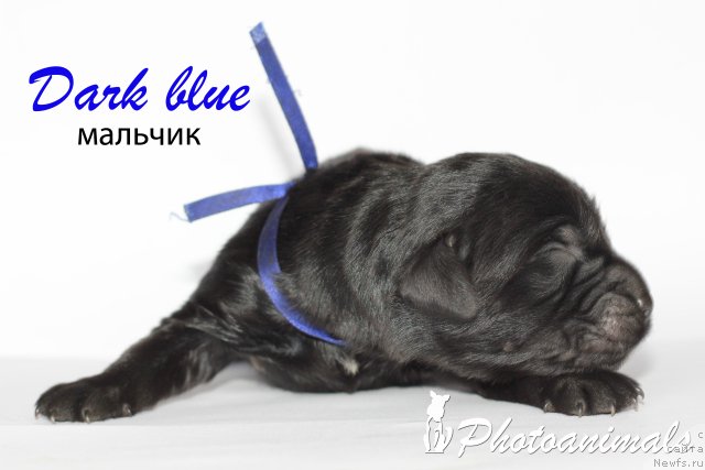 Фотография № 109385