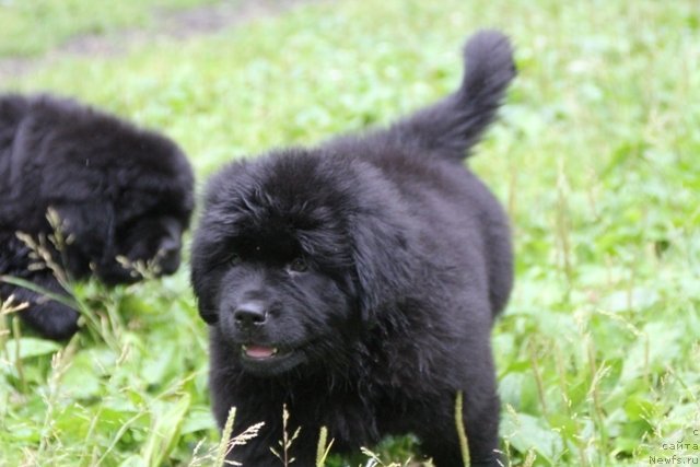 Фотография № 109392