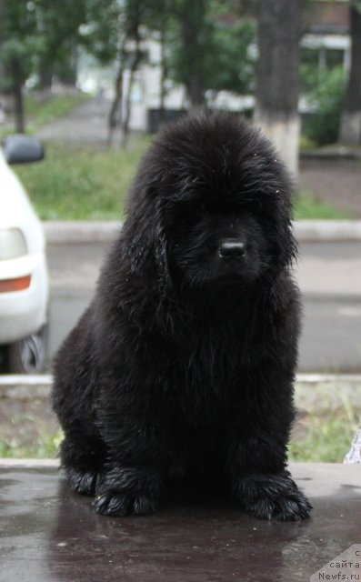 Фотография № 109395