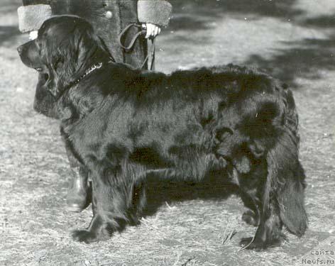 Фото: ньюфаундленд Цетри Гера