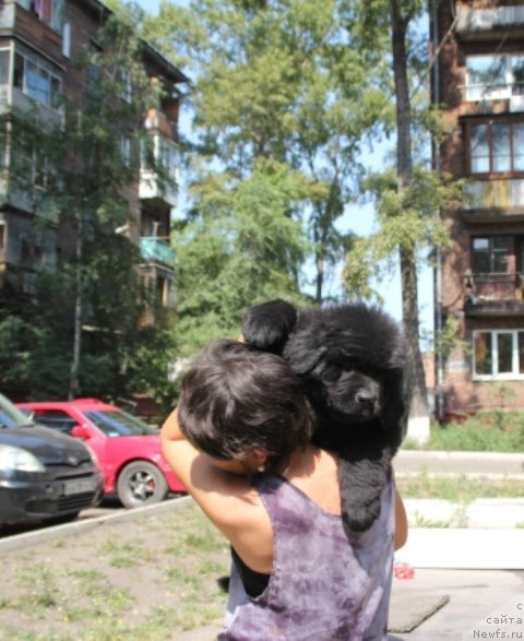 Фото: ньюфаундленд Миднайт Бой (Midnight Boy)