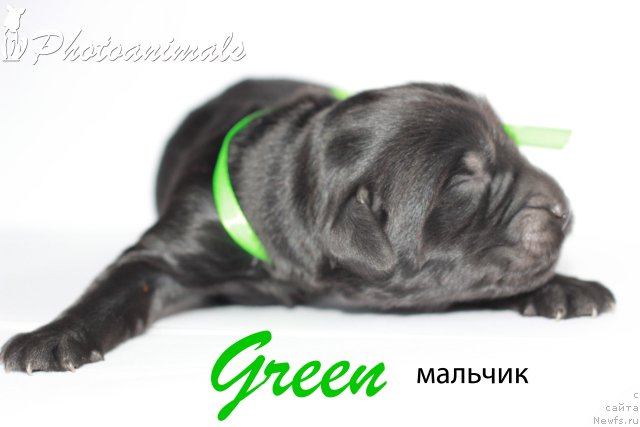 Фотография № 109403