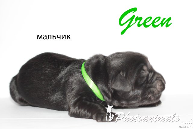 Фотография № 109404