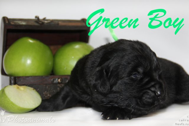 Фотография № 109405