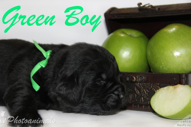 Фото: ньюфаундленд Мистер Форте Импрессионе (Mister Forte Impressione)