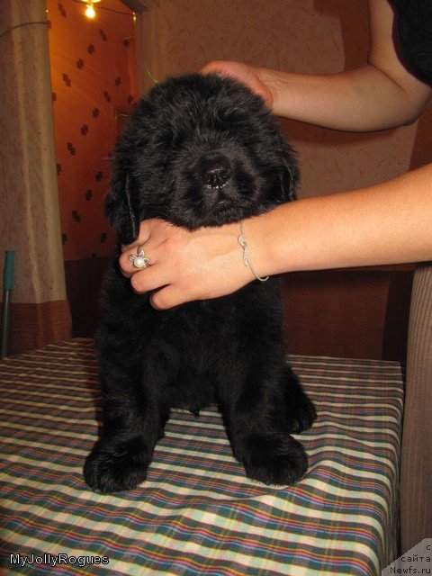 Фотография № 109410